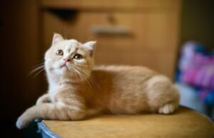 After the Trip Helping Your Cat Settle In