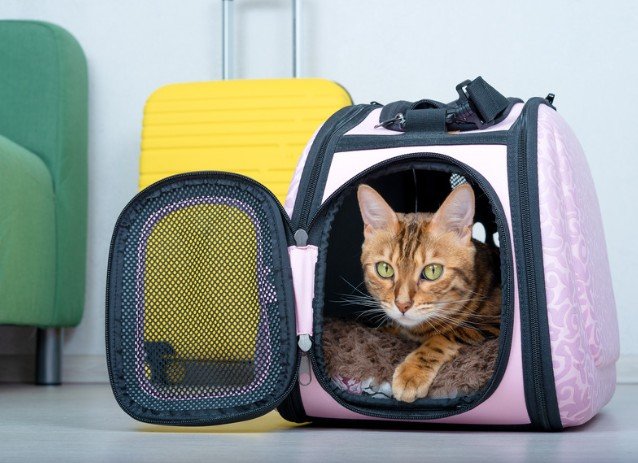 Essential tips on how to travel with a cat