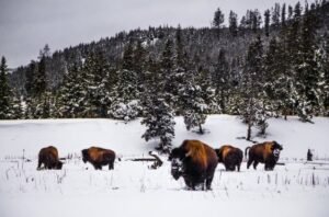 Winter Wonderland Adventures